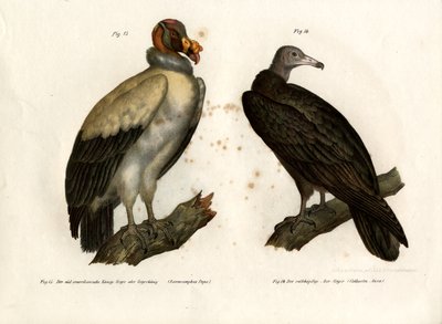 King Vulture by German School